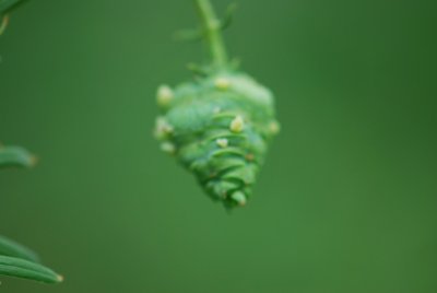 Metasequoia glyptostroboides - metasekvoje čínská - zrající plod - detail